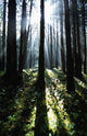 Sunshine Through Fog And Trees Wall Mural