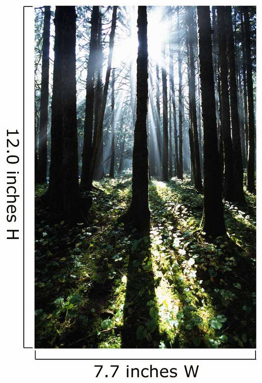 Sunshine Through Fog And Trees Wall Mural