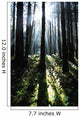 Sunshine Through Fog And Trees Wall Mural