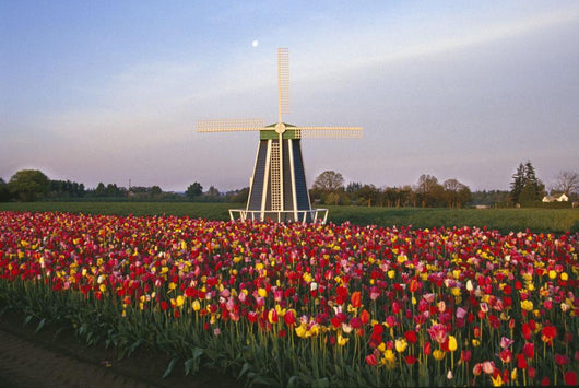 Tulip Field And Windmill Wall Mural