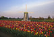 Tulip Field And Windmill Wall Mural