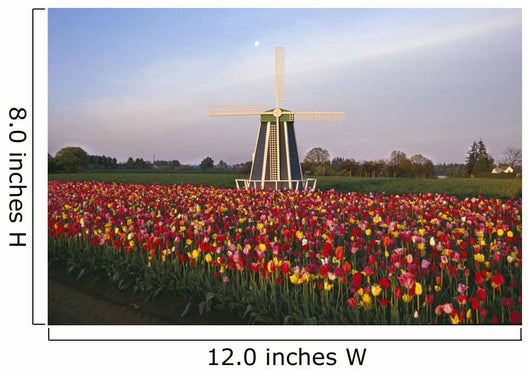 Tulip Field And Windmill Wall Mural