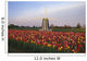 Tulip Field And Windmill Wall Mural