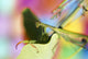 Close-Up Of Praying Mantis Wall Mural