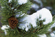 Snow On A Tree Wall Mural