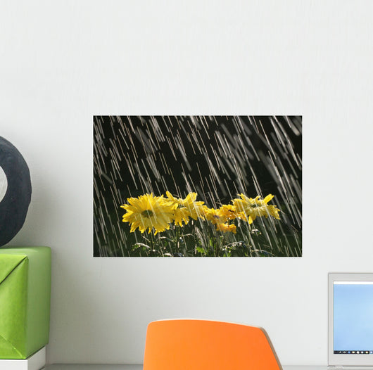 Rain On Yellow Daisies Wall Mural