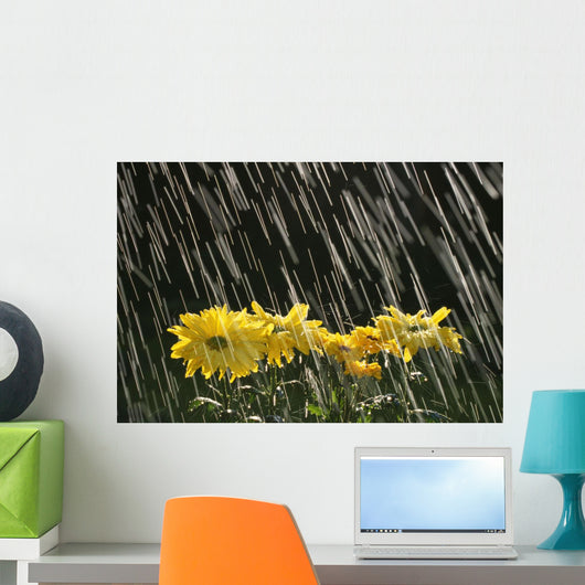 Rain On Yellow Daisies Wall Mural