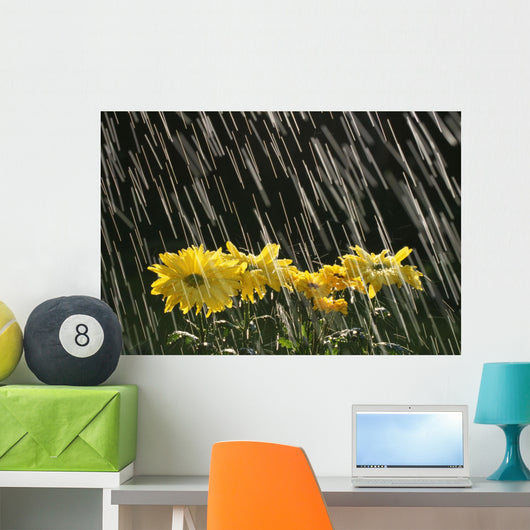 Rain On Yellow Daisies Wall Mural