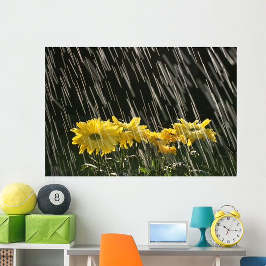 Rain On Yellow Daisies Wall Mural