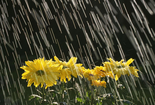 Rain On Yellow Daisies Wall Mural