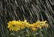 Rain On Yellow Daisies Wall Mural