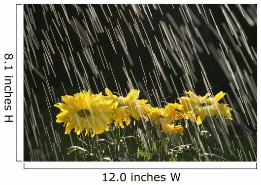 Rain On Yellow Daisies Wall Mural