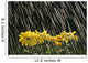 Rain On Yellow Daisies Wall Mural