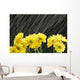Raining On Yellow Daisies Wall Mural
