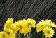 Raining On Yellow Daisies Wall Mural