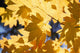 Vine Maples Leaves In Autumn Wall Mural