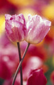 Close-Up Of Tulips Wall Mural