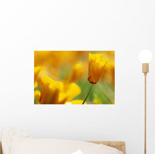 Yellow Poppy Wall Mural