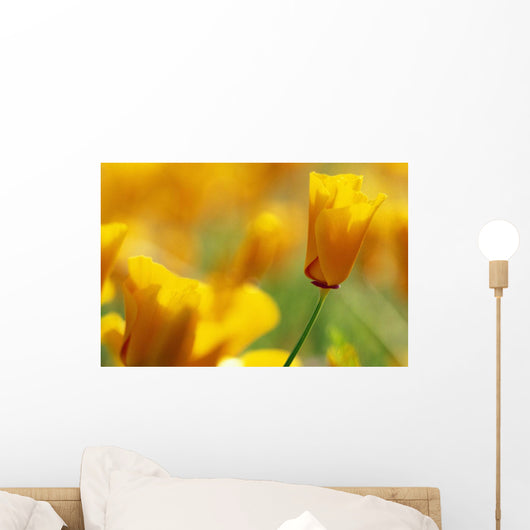 Yellow Poppy Wall Mural