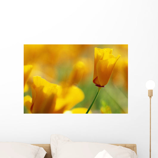 Yellow Poppy Wall Mural