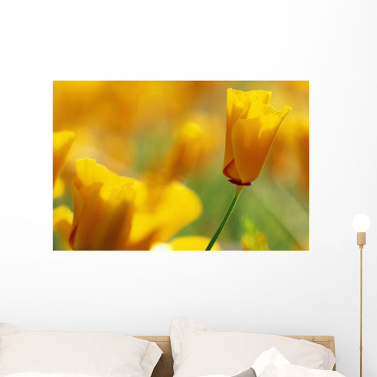 Yellow Poppy Wall Mural