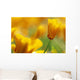 Yellow Poppy Wall Mural