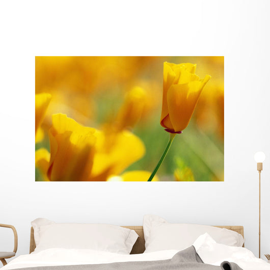 Yellow Poppy Wall Mural