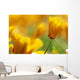 Yellow Poppy Wall Mural