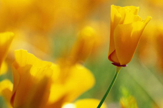 Yellow Poppy Wall Mural