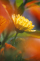 Close-Up Of Wildflower Wall Mural