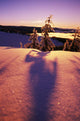 Sun Casting Shadows On Snow Covered Trees Wall Mural