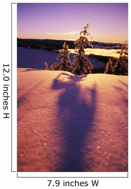 Sun Casting Shadows On Snow Covered Trees Wall Mural