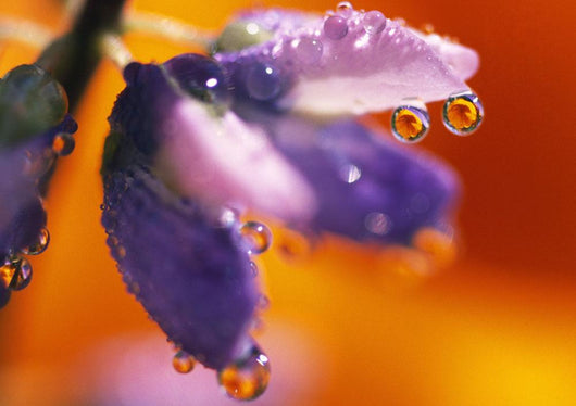 Reflection Of Flower In Dew Drops Wall Mural