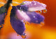 Reflection Of Flower In Dew Drops Wall Mural