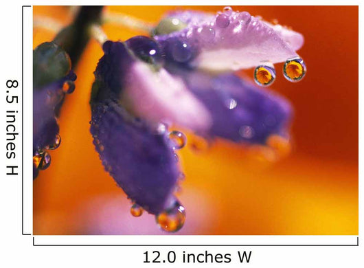 Reflection Of Flower In Dew Drops Wall Mural