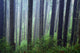 Trees In Fog Wall Mural