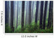 Trees In Fog Wall Mural