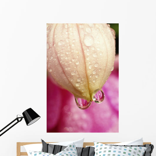 Flower With Dewdrops Wall Mural