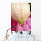 Flower With Dewdrops Wall Mural