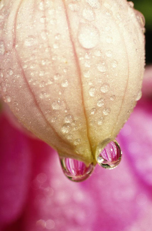 Flower With Dewdrops Wall Mural