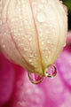 Flower With Dewdrops Wall Mural