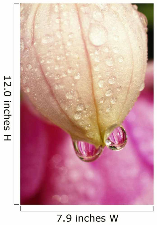 Flower With Dewdrops Wall Mural