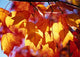 Autumn Leaves Wall Mural