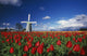 Tulip Field And Windmill Wall Mural