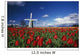 Tulip Field And Windmill Wall Mural