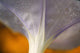 Underside Of A Flower Blossom With Dew Wall Mural