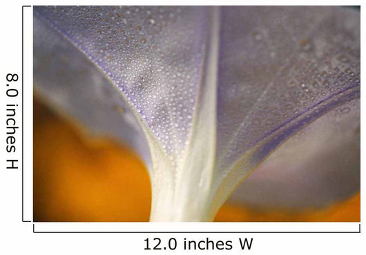 Underside Of A Flower Blossom With Dew Wall Mural