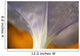 Underside Of A Flower Blossom With Dew Wall Mural