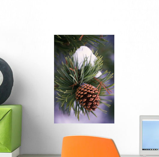 Early Snow On Pine Tree Branch With Pinecone Wall Mural