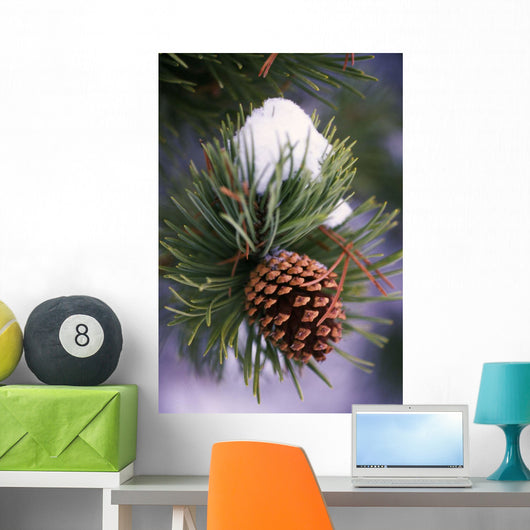 Early Snow On Pine Tree Branch With Pinecone Wall Mural